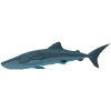 shark